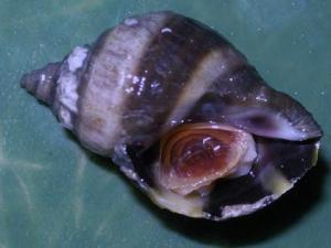 Nucella lapillus, un caracol que ha sufrido serias alteraciones sexuales por los tóxicos