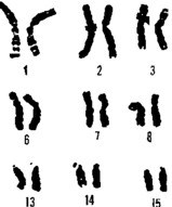 cromosom-2